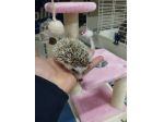 Cuccioli di ricci africani
