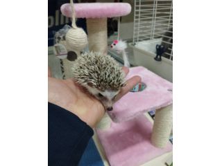 Cuccioli di ricci africani