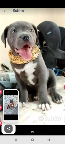 American bully - Foto 3