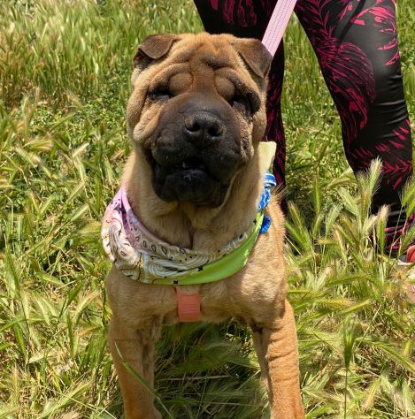 Anita cucciola di 1 anno e mezzo in adozione simil Sharpei - Foto 3