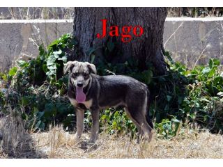 Aron e Jago cuccioli dolcissimi in adozione