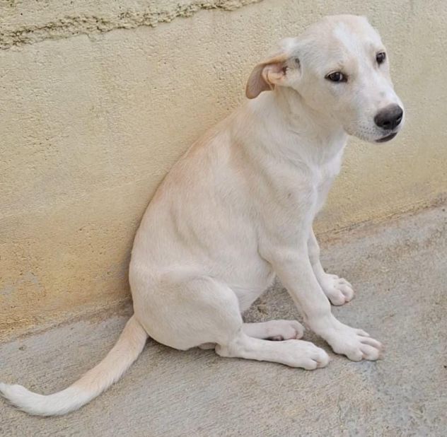 CUCCIOLA SOPRAVISSUTA PER MIRACOLO BIANCA 4 MESI TAGLIA MEDIA ORA E’ IN CANILE