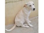 CUCCIOLA SOPRAVISSUTA PER MIRACOLO BIANCA 4 MESI TAGLIA MEDIA ORA E’ IN CANILE