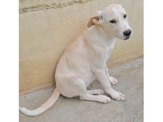 CUCCIOLA SOPRAVISSUTA PER MIRACOLO BIANCA 4 MESI TAGLIA MEDIA ORA E’ IN CANILE