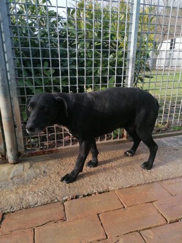 Tommy da sempre in canile - Foto 3