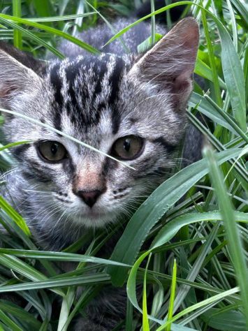 Lince gattino