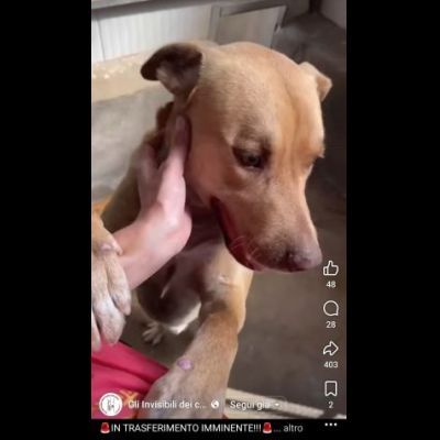 Il dolce Freesby cerca casa cane in adozione - Foto 2
