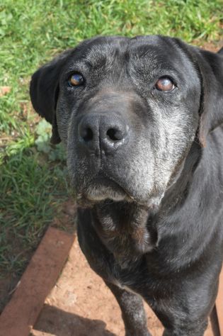 Geppetto il dolcissimo cane corso - Foto 5