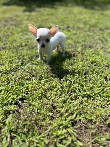 Cucciola di Chihuahua Toy - Foto 4