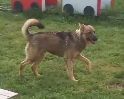 BOBB, fantastico cucciolone diversamente abile - Foto 5