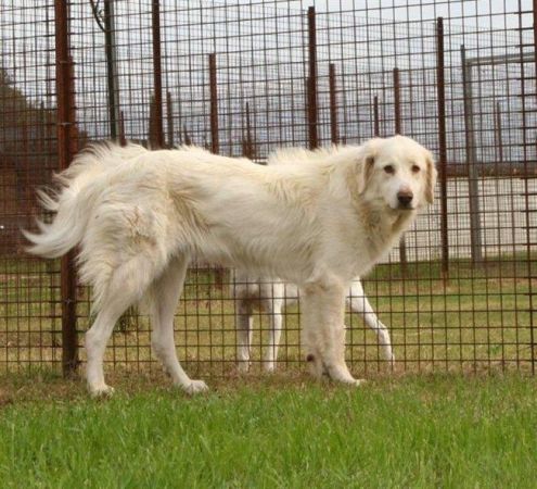CAVA, magnifica mix golden maremmano - Foto 4