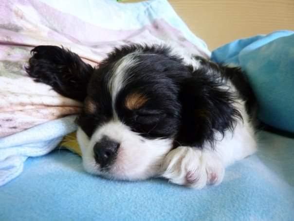 CUCCIOLI DI CAVALIER KING DA PRIVATO - Foto 3