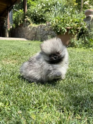 Cuccioli volpino pomerania toy
