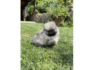 Cuccioli volpino pomerania toy