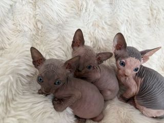 Sphynx gatto nudo