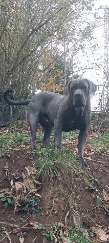 Cane corso cuccioli - Foto 8