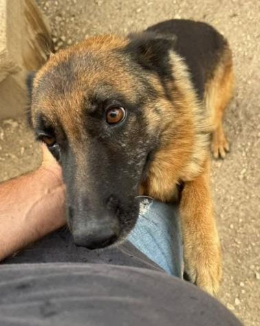 IL CUORE SPEZZATO DIETRO LE SBARRE SASHA PASTORE TEDESCO 2 ANNI PORTATA IN CANIL - Foto 2