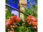 B&B Del Giglio