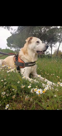 Dog sitter e pet sitter a Potenza - Foto 2