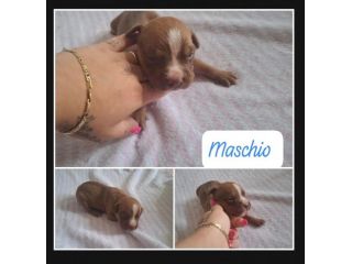 Meravigliosi cuccioli di Pitbull