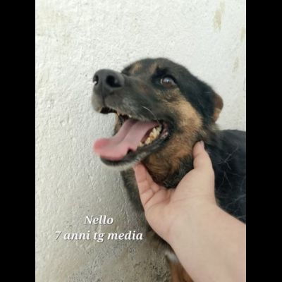 UN'OPPORTUNITA' PER QUESTE ANIME LOKY, DUCA, NELLO CANI IN ADOZIONE - Foto 7