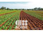 TERRENO AGRICOLO AGRIFOTOVOLTAICO