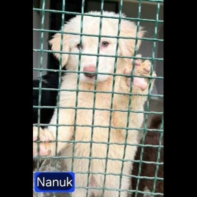 NORMAN NANUK NUCCIA CUCCIOLI IN ADOZIONE - Foto 5