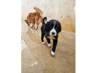 Martina: cucciola taglia contenuta