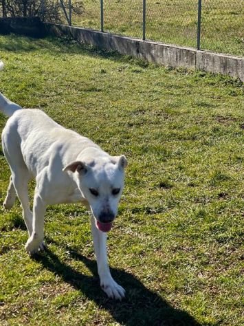 NEVE MERAVIGLIOSA, ASPETTA DA TEMPO LA SUA OCCASIONE CAGNOLONA IN ADOZIONE - Foto 5