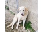 LIBECCIO buonissimo e pacato, aspetta una famiglia, cane in adozione