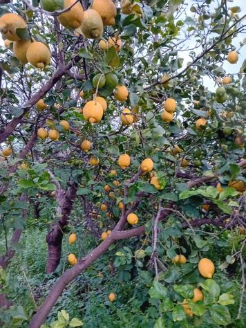 Terreno in vendita a Acireale, Pozzillo