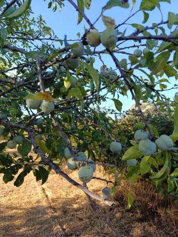 TERRENO ULIVETO E FRUTTETO CON POZZO - Foto 6
