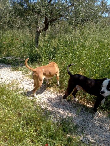 Cuccioli Amstaff Bari Lecce Taranto Brindisi Foggia Puglia con pedigree - Foto 2