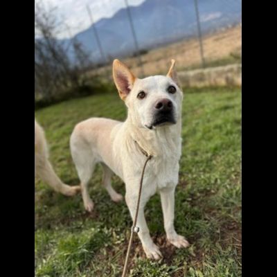 WHITE una vita buttata, simil pastore svizzero cane in adozione tg media - Foto 2