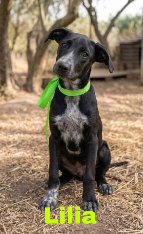 CAGNOLINE IN ADOZIONE UN MONDO DA SCOPRIRE MA SENZA UNA FAMIGLIA - Foto 5
