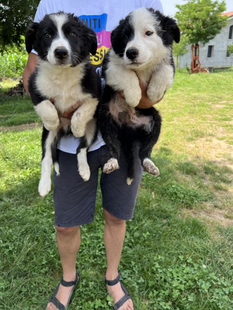 Cuccioli di Border Collie (solo maschietti) - Foto 3