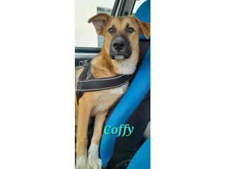 STUOPENDO COFFY