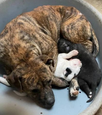 KARIN PICCOLA DELIZIOSA MAMMINA, CANE IN ADOZIONE - Foto 3