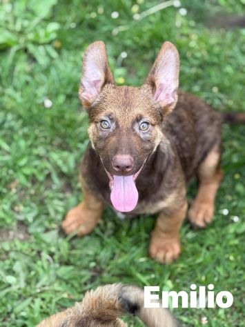 8 LUPACCHIOTTI cuccioli, super simpatici!