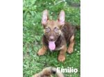 8 LUPACCHIOTTI cuccioli, super simpatici!