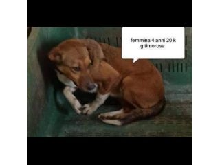 CANI IN ADOZIONE URGE AIUTARLI