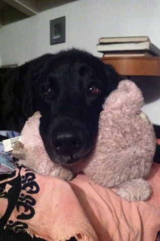 Dog and cat sitter - Foto 4