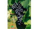 Fare VINO in OLTREPO