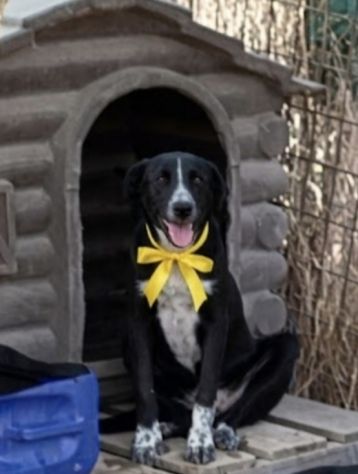 CAGNOLINE IN ADOZIONE UN MONDO DA SCOPRIRE MA SENZA UNA FAMIGLIA - Foto 4