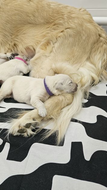 Cuccioli di Golden Retriever Disponibili - Foto 4