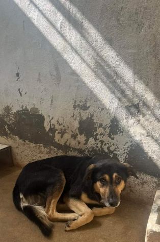 ZAPATA RASSEGNATO ALLA FORZATA R3CLUSIONE, CANE IN ADOZIONE - Foto 5