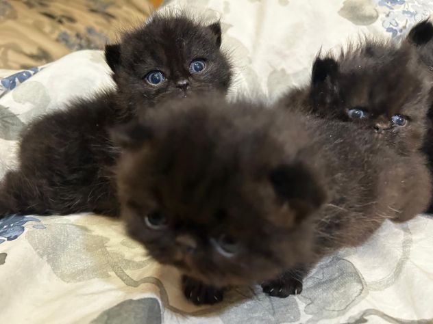 Cuccioli persiani exotic shorthair - Foto 2