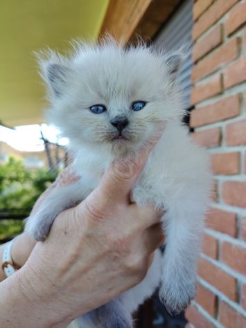 Vendesi gatti Siberiani cuccioli - Foto 8