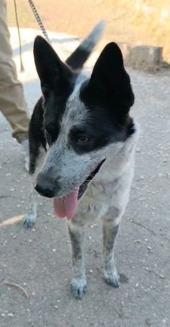 MILLY una bella cagnolina mix husky in adozione è ancora in box e cerca casa - Foto 3