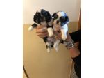 Shihtzu